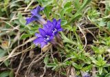 Gentiana dshimilensis