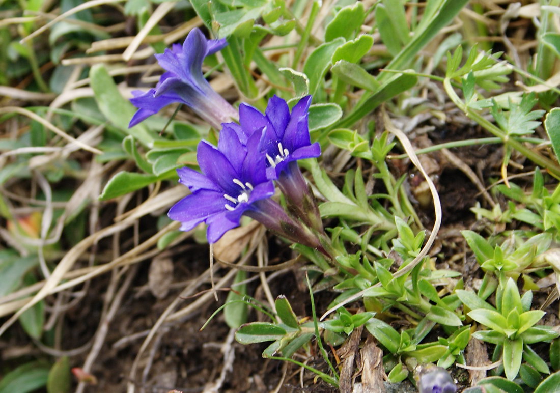 Image of Gentiana dshimilensis specimen.