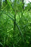 Carex atherodes