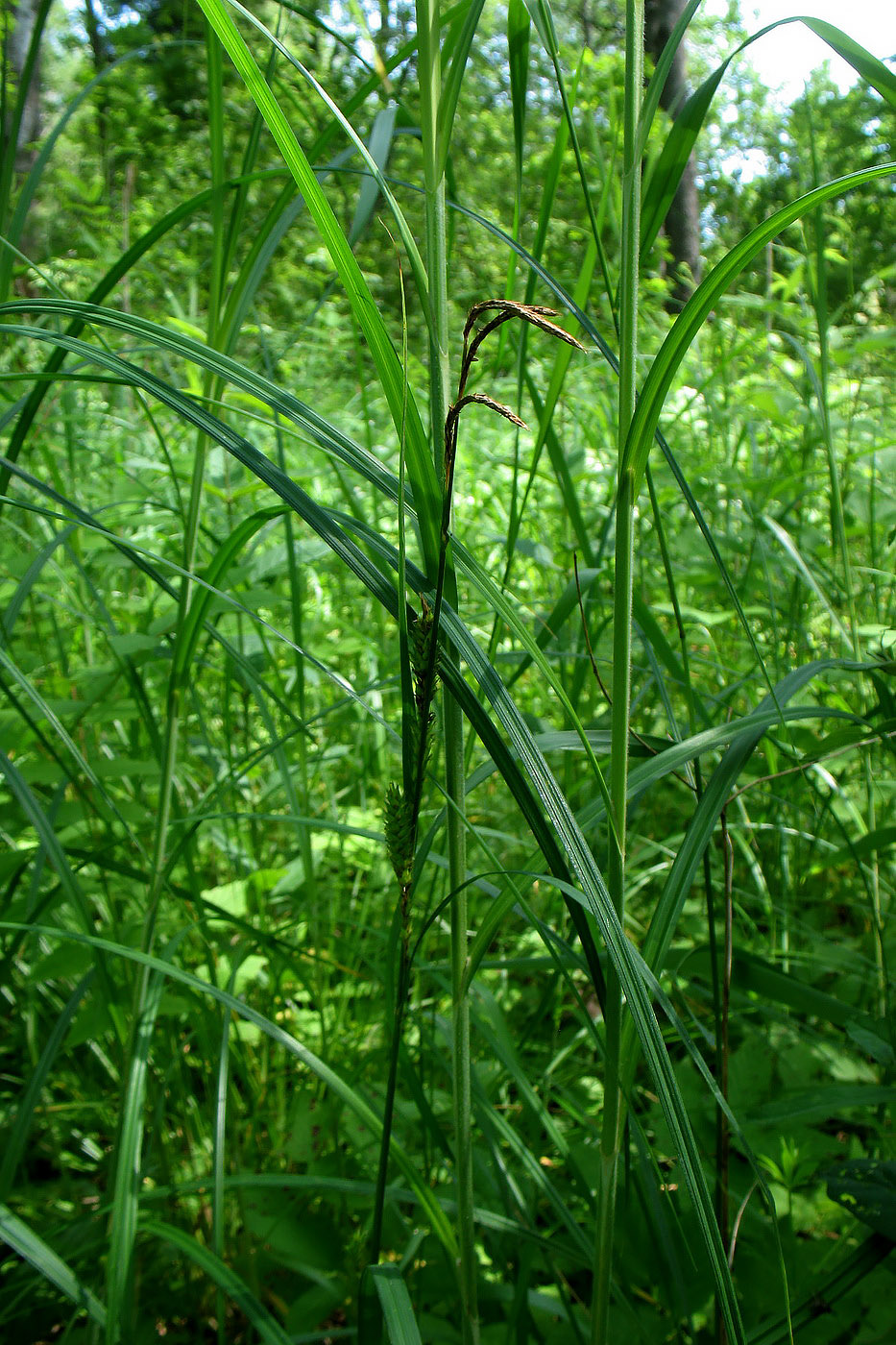 Image of Carex atherodes specimen.