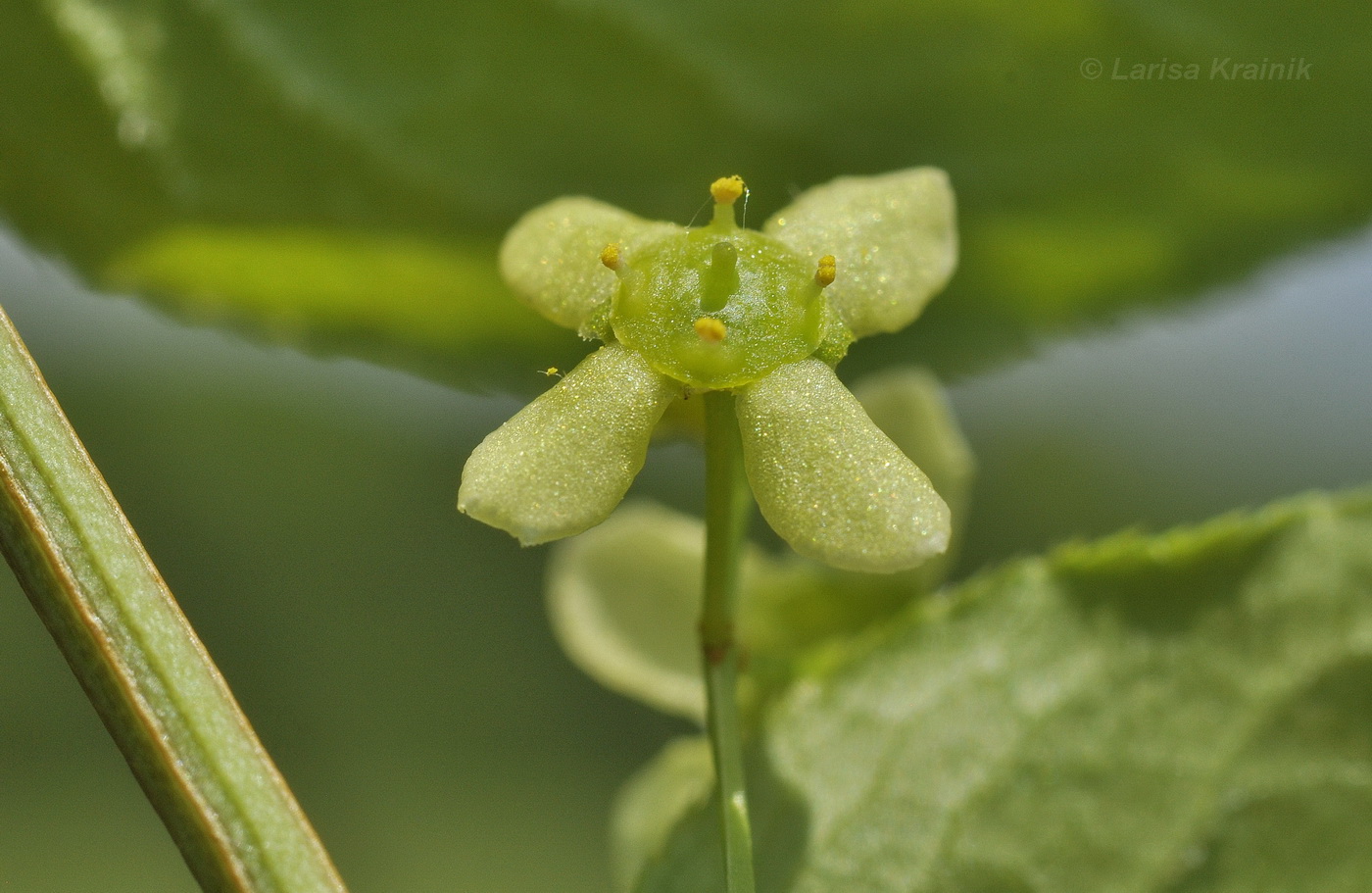 Изображение особи Euonymus sacrosanctus.