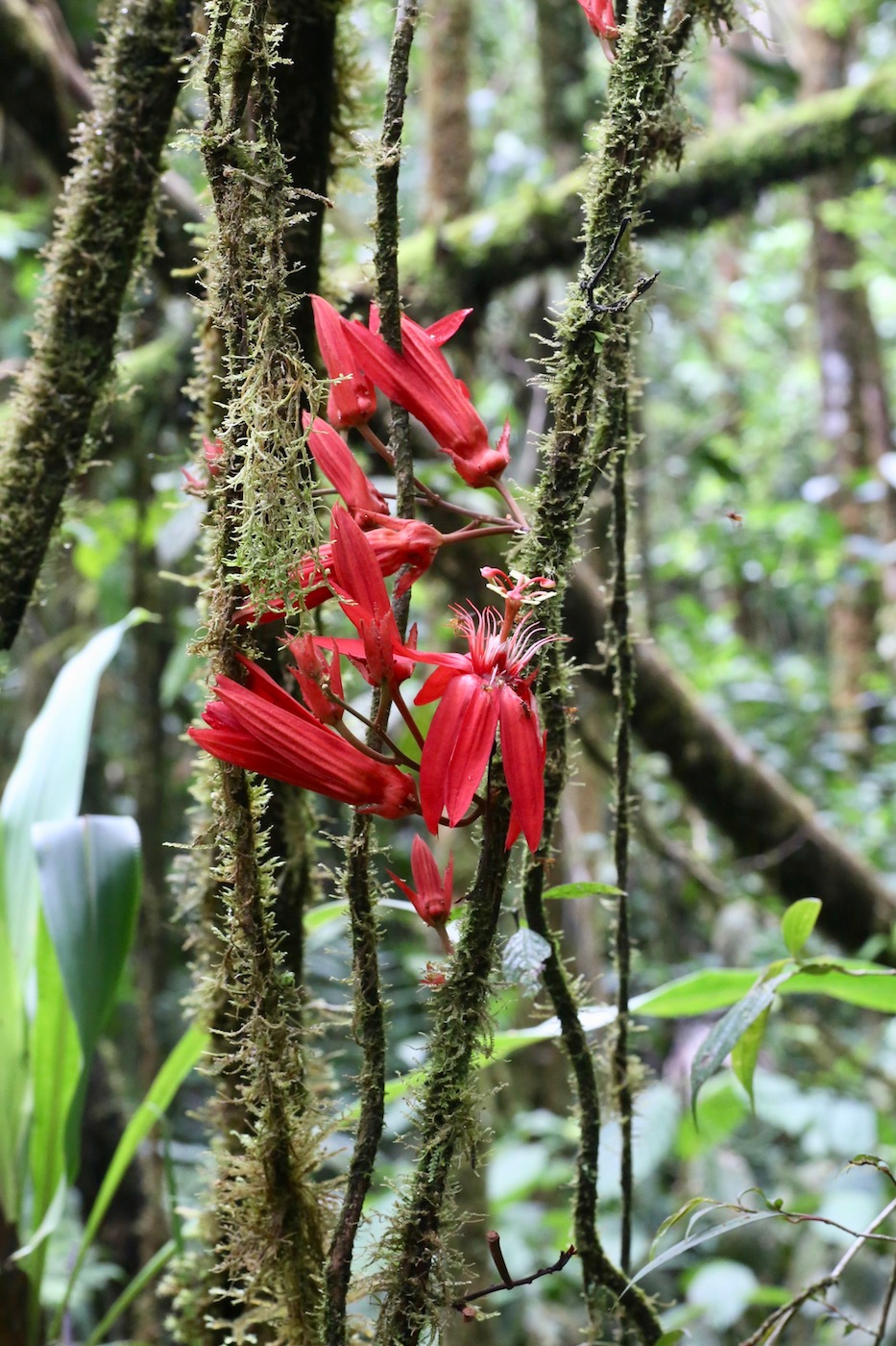 Image of Passiflora vitifolia specimen.