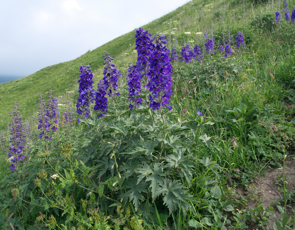 Image of genus Delphinium specimen.