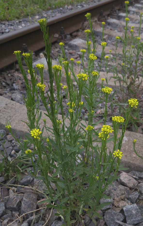 Image of Erysimum hieraciifolium specimen.