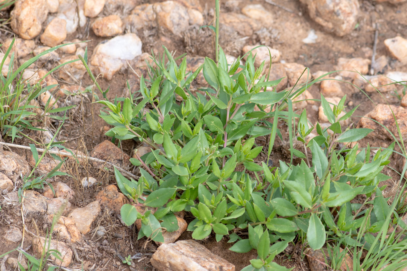 Изображение особи Talinum caffrum.