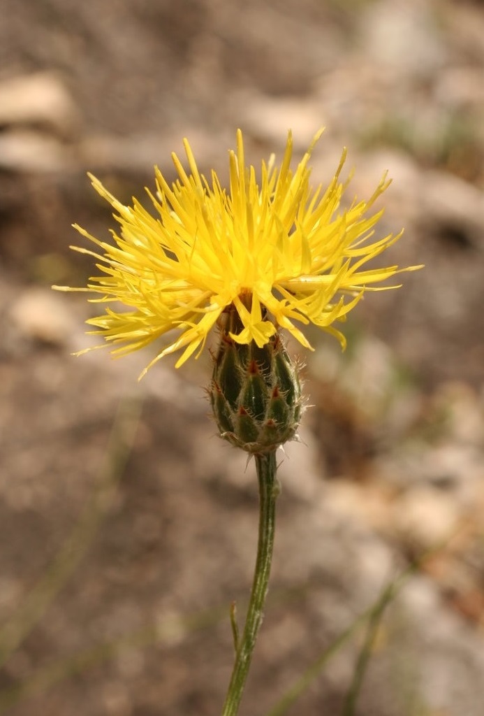 Image of Centaurea finazzeri specimen.