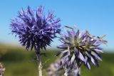 Echinops ruthenicus