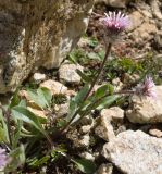 Erigeron uniflorus