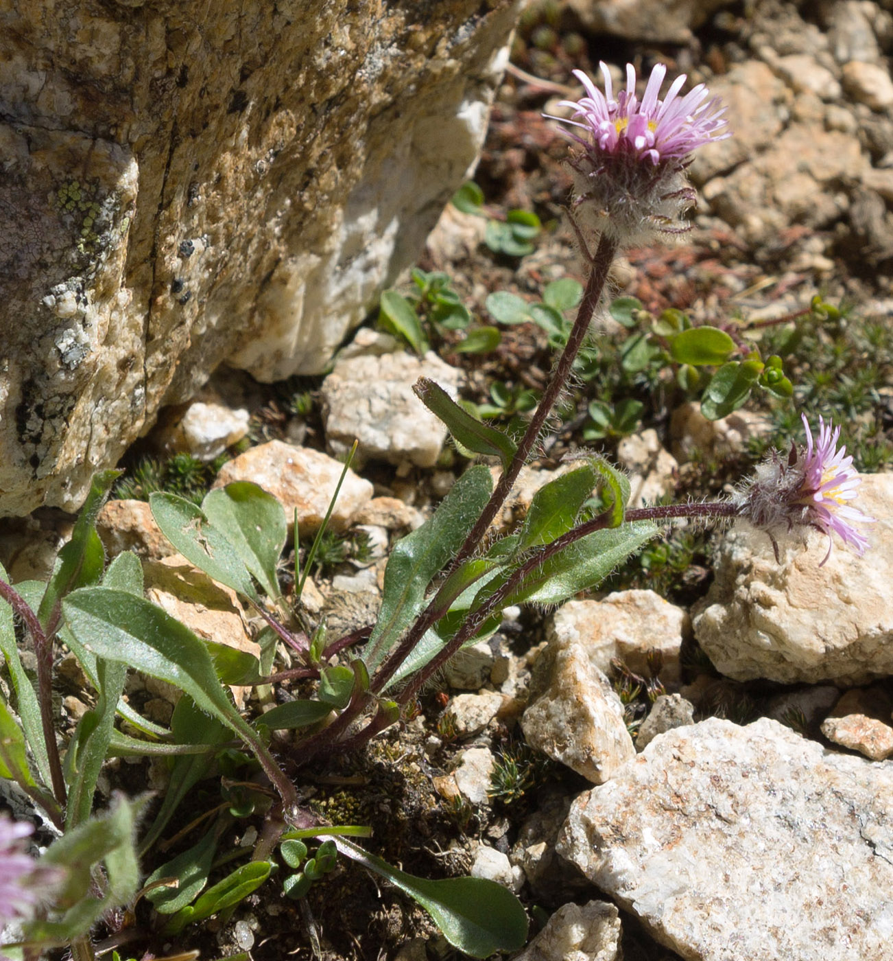 Изображение особи Erigeron uniflorus.