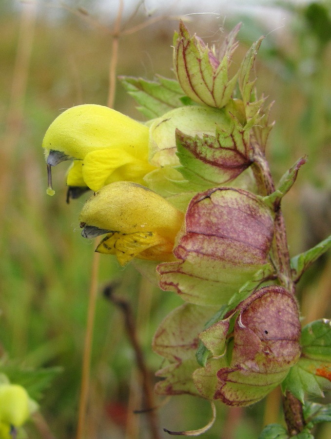 Image of Rhinanthus serotinus specimen.