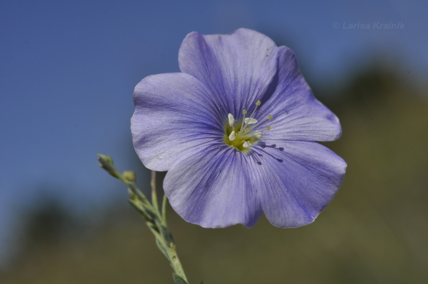 Изображение особи Linum squamulosum.