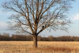 Acer platanoides. Нижняя часть пробуждающегося дерева. Ленинградская обл., Кингисеппский р-н, берег р. Луга, залежь. 01.05.2020.