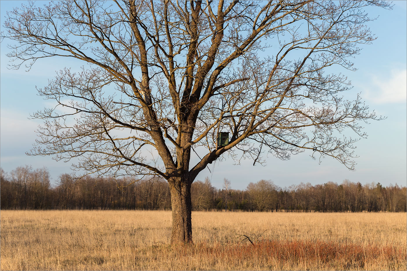 Image of Acer platanoides specimen.