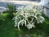 Spiraea × cinerea. Цветущее растение. Иркутская обл., Иркутск, в культуре. 16.05.2020.