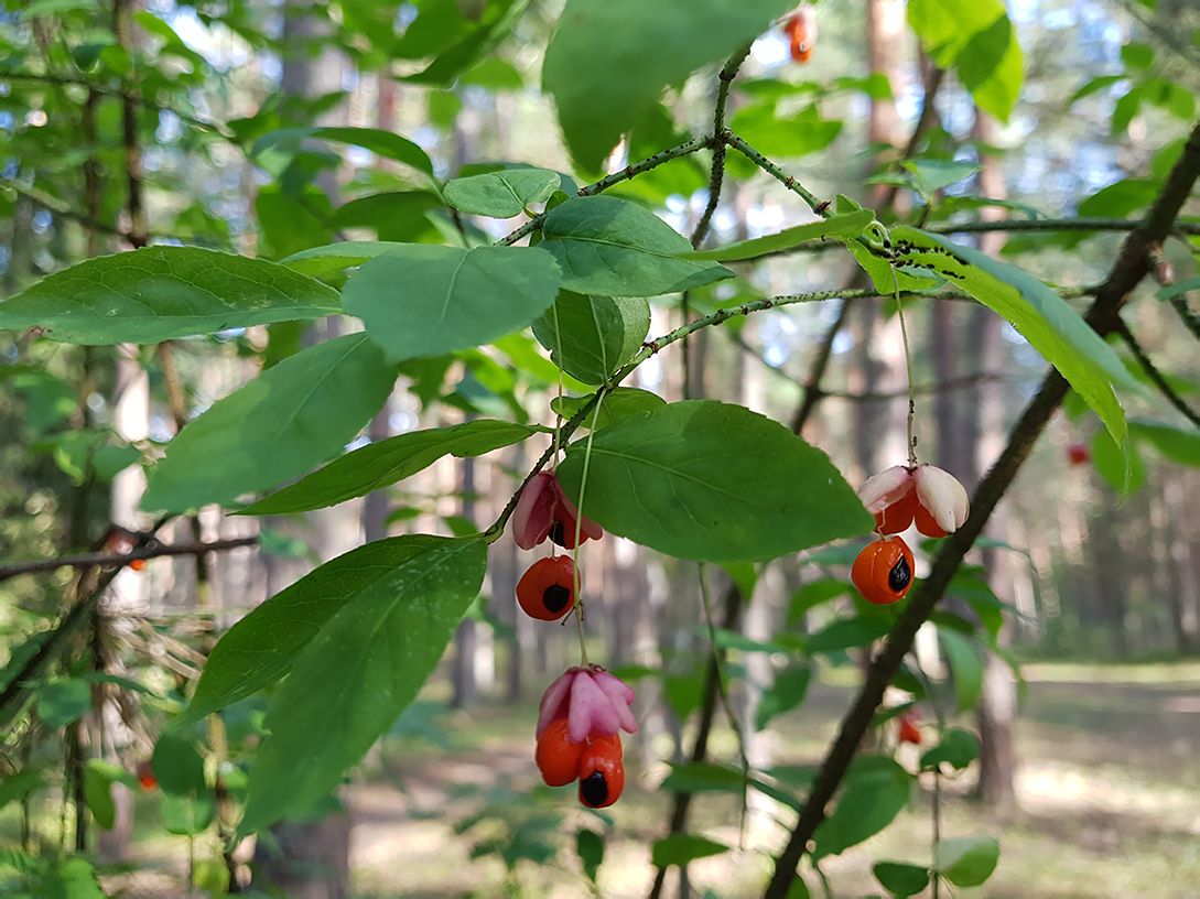 Изображение особи Euonymus verrucosus.