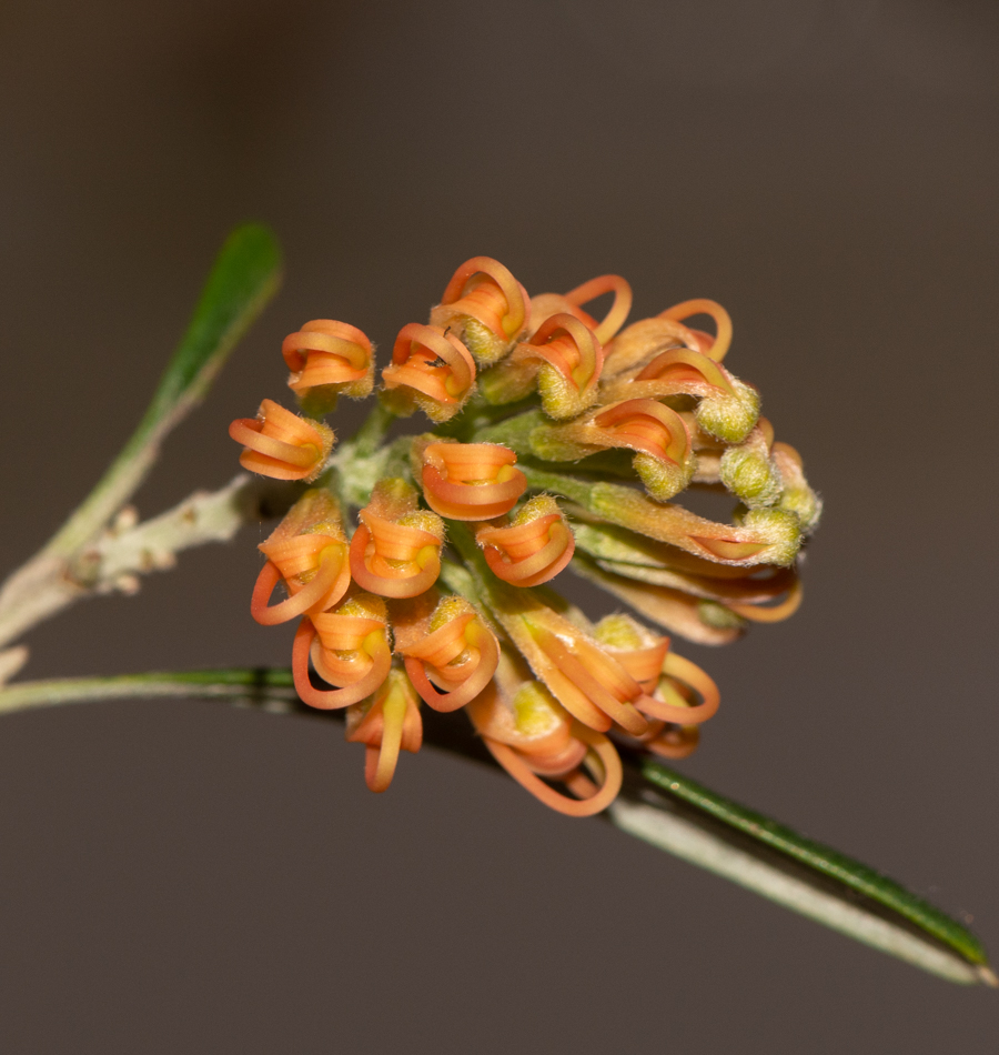 Image of Grevillea olivacea specimen.