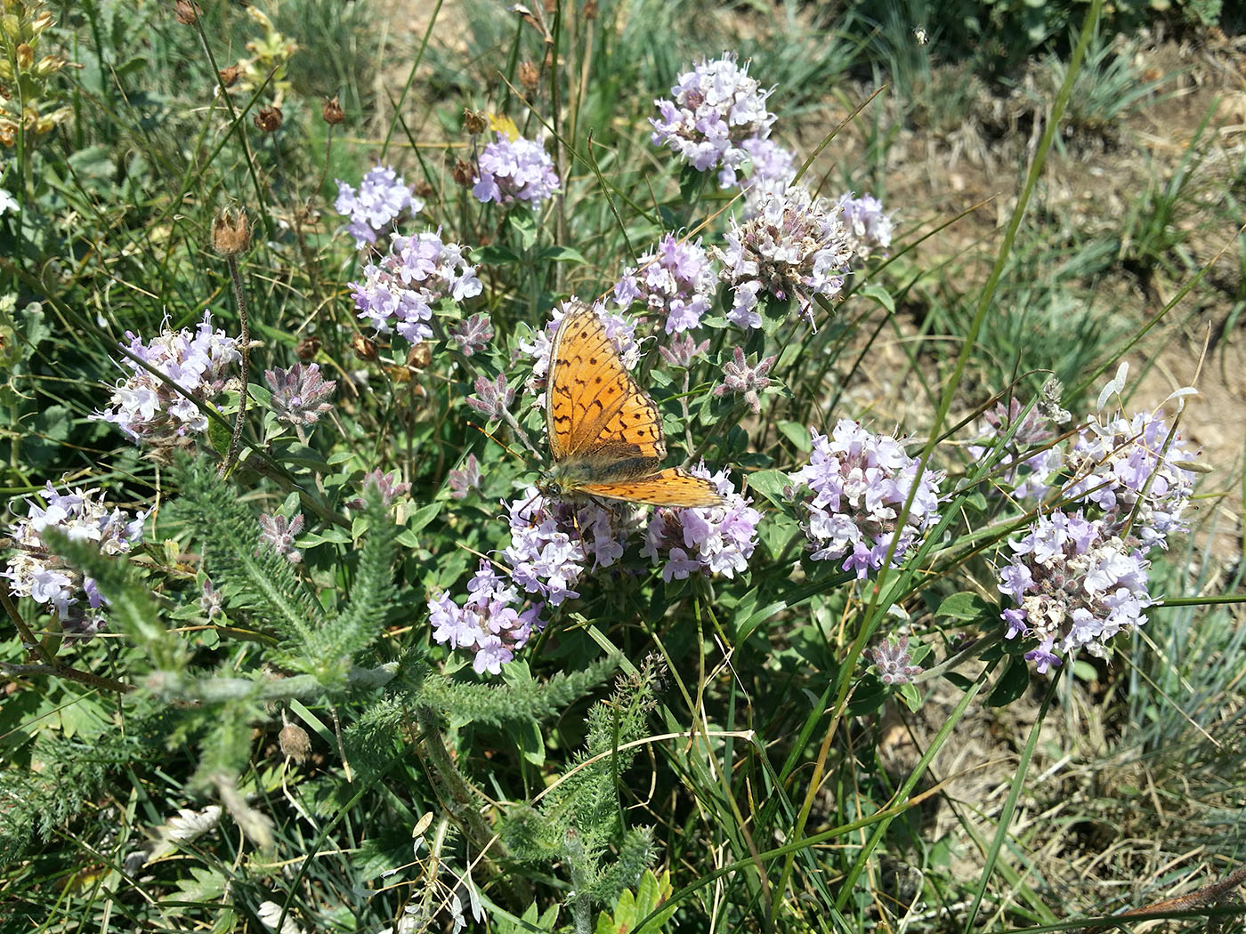 Изображение особи Ziziphora clinopodioides.