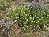 Crithmum maritimum. Цветущие растения. Хорватия, Дубровник, побережье Адриатического моря. 29 августа 2010 г.