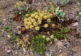 Glehnia litoralis. Плодоносящие растения на береговом валу. Приморский край, Ольгинский р-н, 6 км Ю-В с. Милоградово, бух. Красная Скала. 12.08.2009.