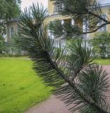 Pinus uncinata