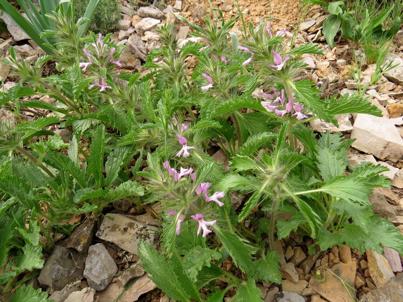 Image of Phlomoides boraldaica specimen.