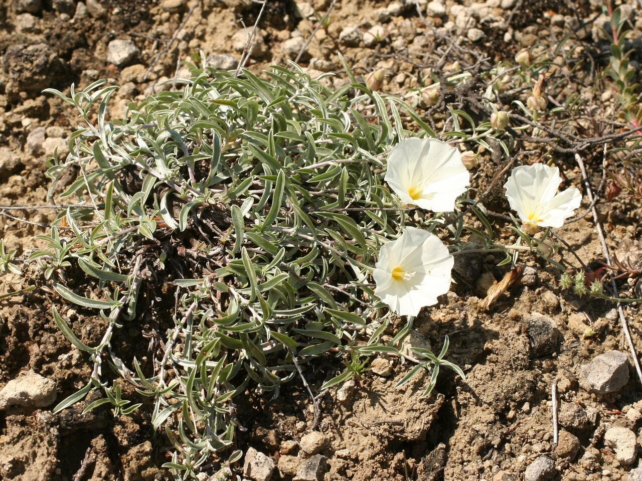 Image of Convolvulus holosericeus specimen.