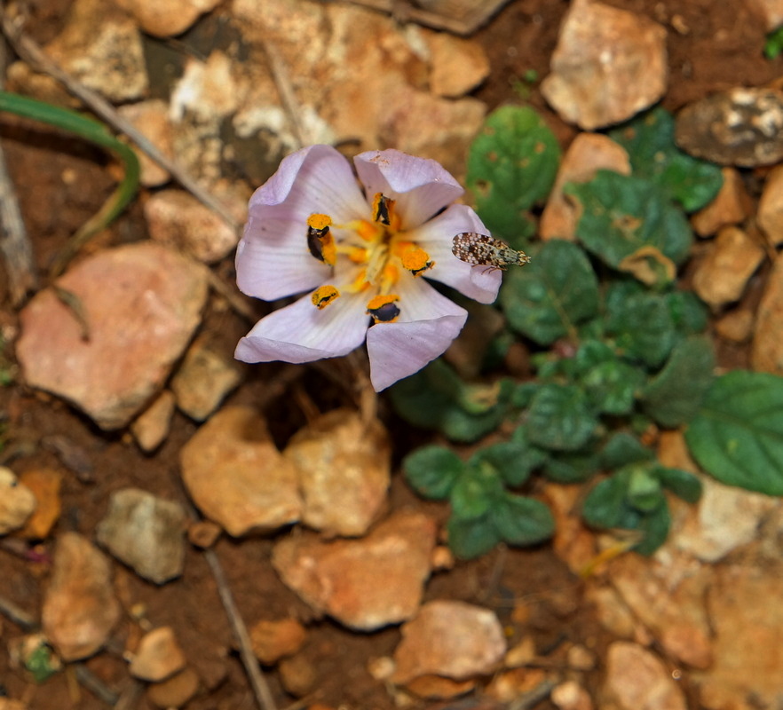 Image of Colchicum triphyllum specimen.