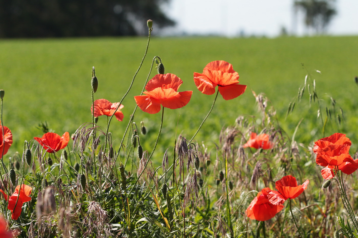 Изображение особи Papaver rhoeas.