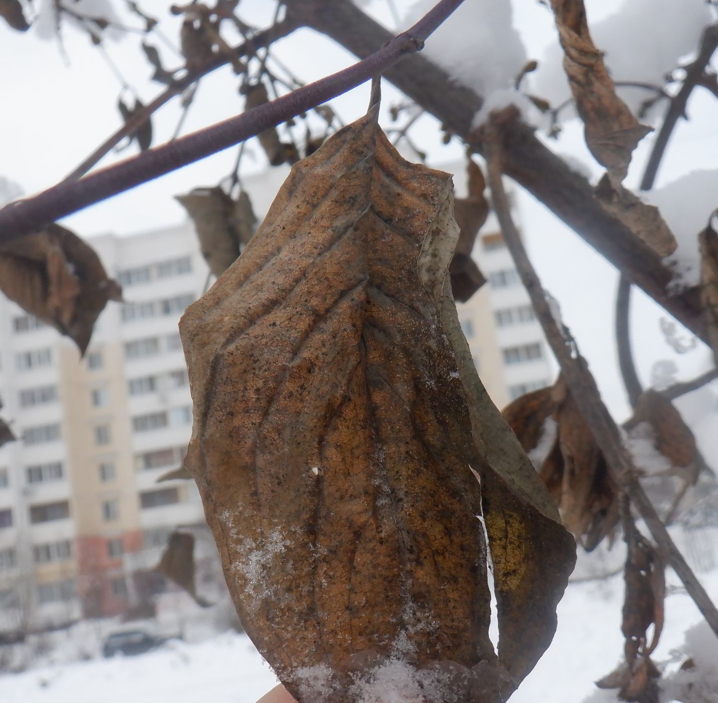 Изображение особи Cornus mas.