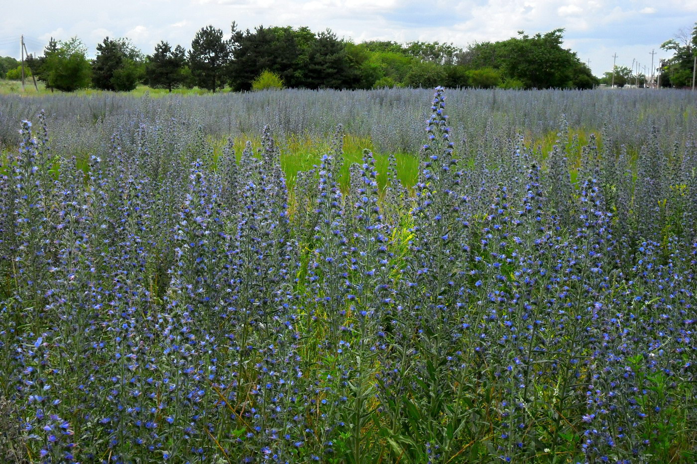 Изображение особи Echium vulgare.