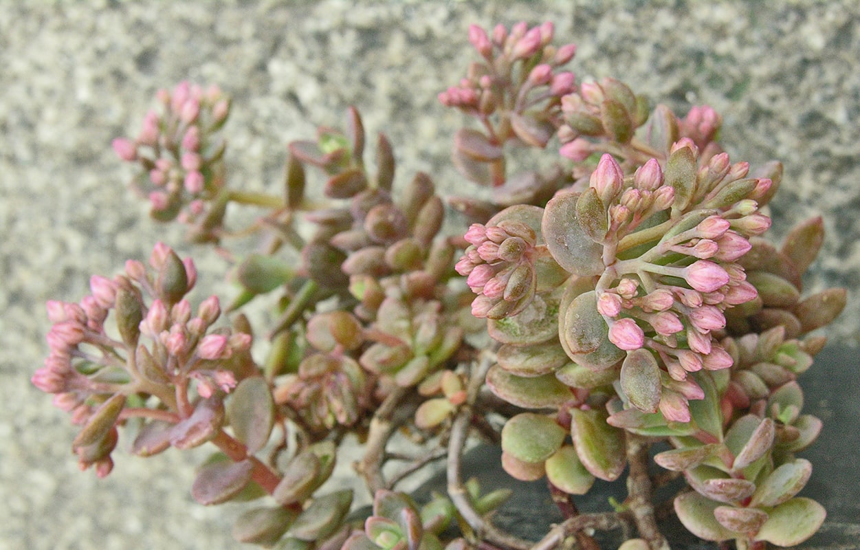 Image of Hylotelephium pluricaule specimen.