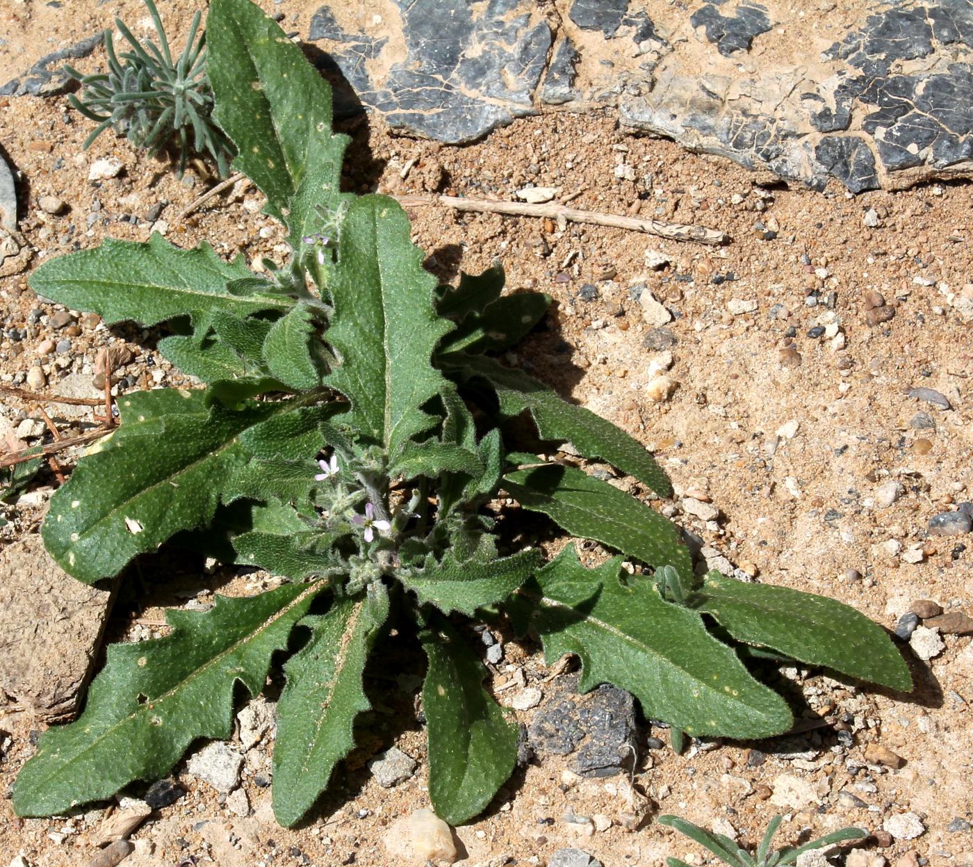 Image of Strigosella stenopetala specimen.