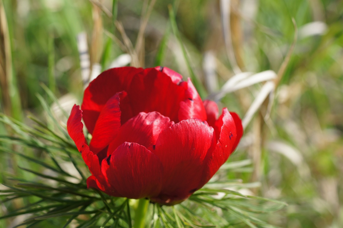 Image of Paeonia tenuifolia specimen.