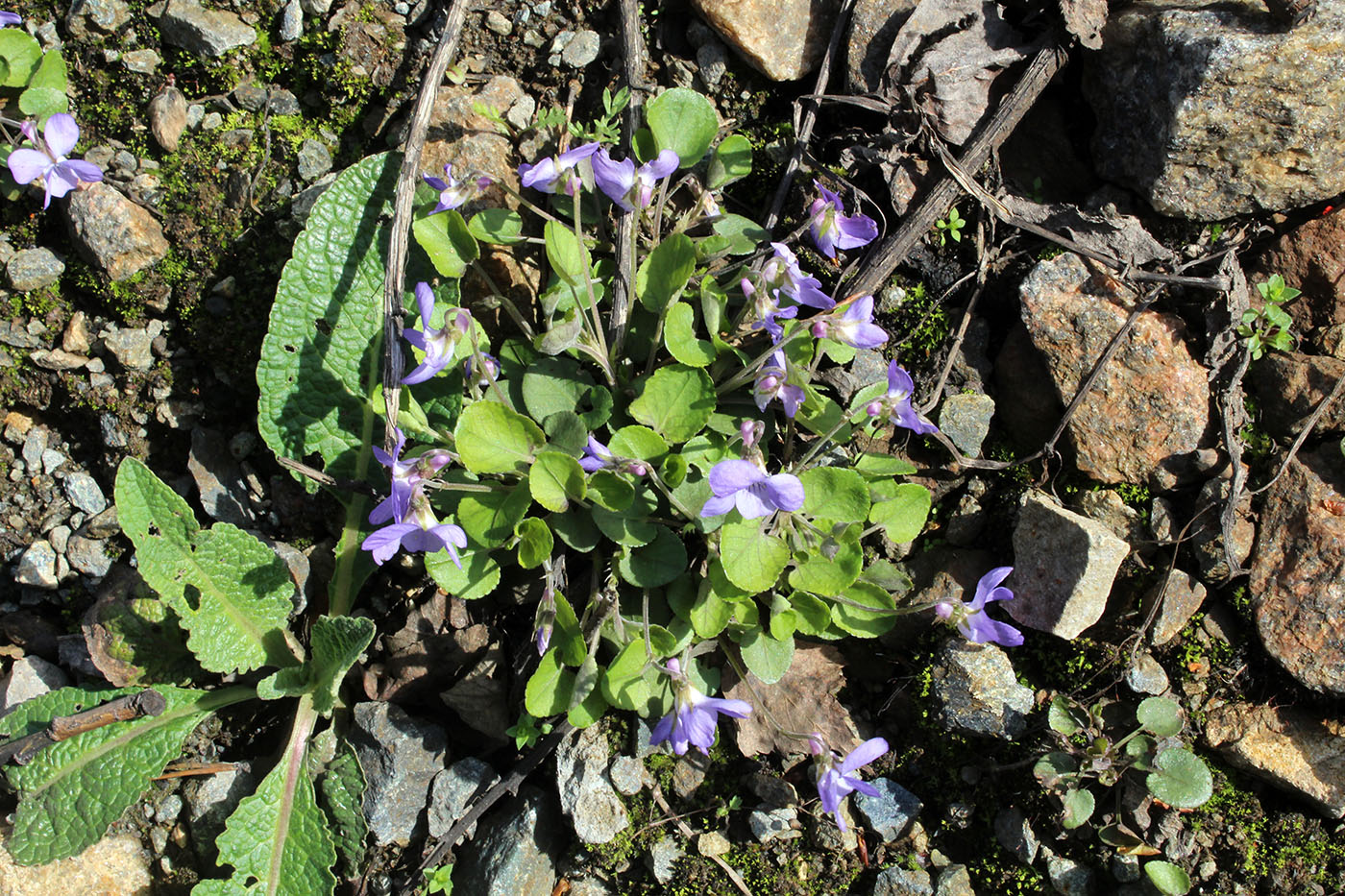 Изображение особи Viola rupestris.