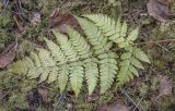 Dryopteris carthusiana. Обратная сторона вайи с сорусами. Пермский край, Лысьвенский р-н, долина р. Чусовая, Камень Новиков, хвойный лес, крутой покрытый листостебельными мхами склон. 05.04.2021.