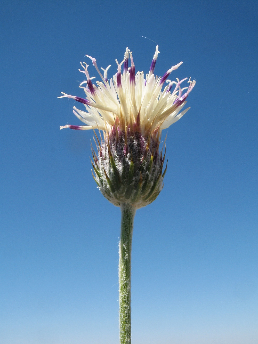 Image of Jurinea suffruticosa specimen.