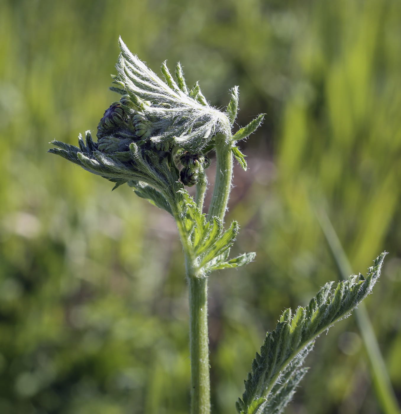 Image of Pyrethrum corymbosum specimen.