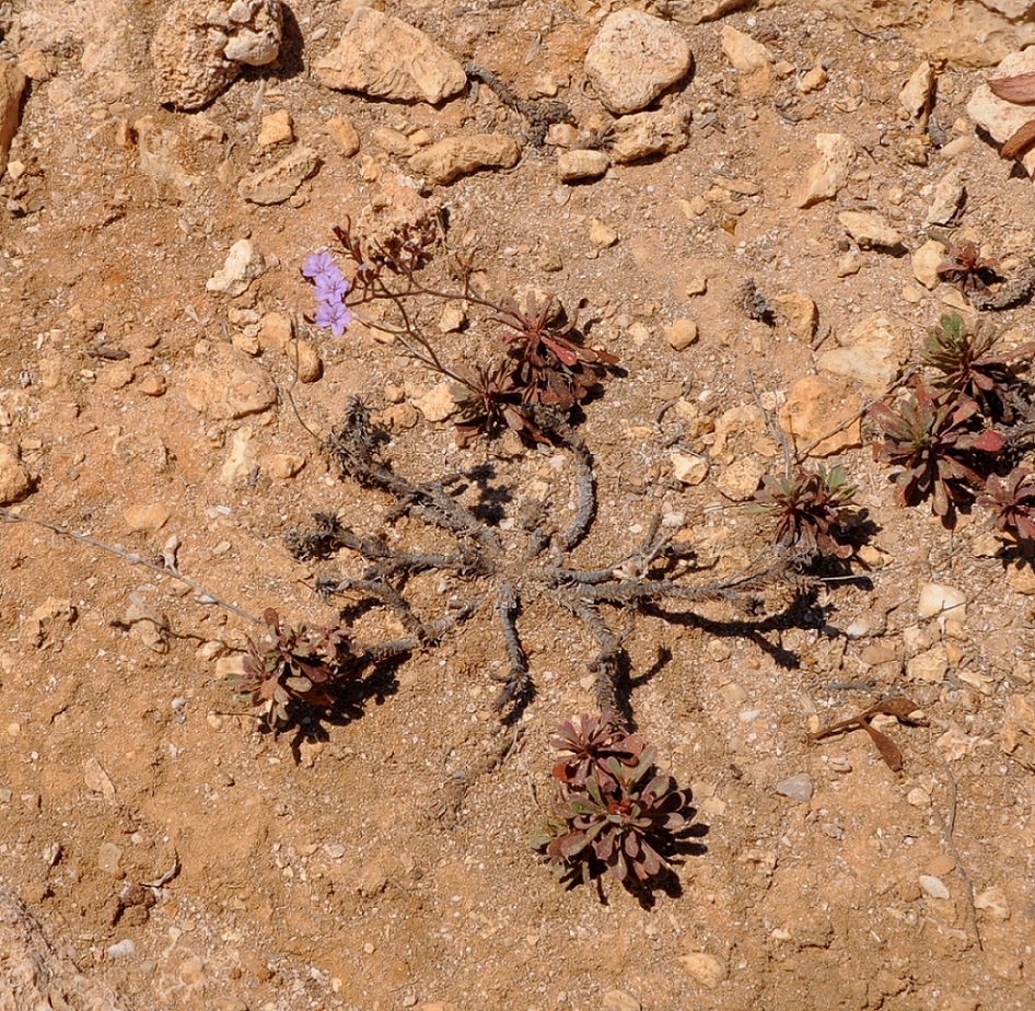 Изображение особи род Limonium.