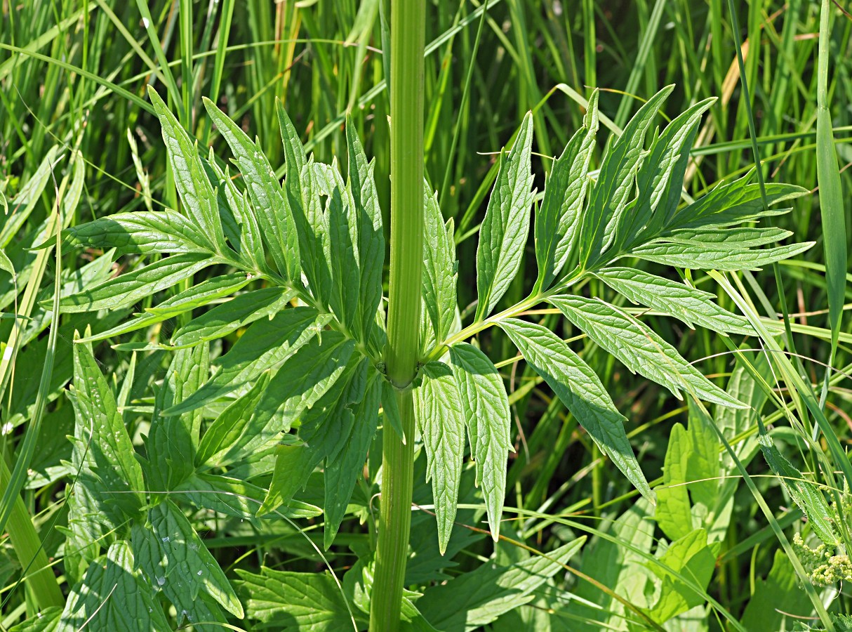 Изображение особи Valeriana officinalis.