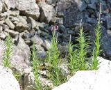 Chamaenerion angustifolium. Цветущие и зацветающие растения. Северная Осетия, Алагирский р-н, Цейское ущелье, курумы. 30 июня 2021 г.