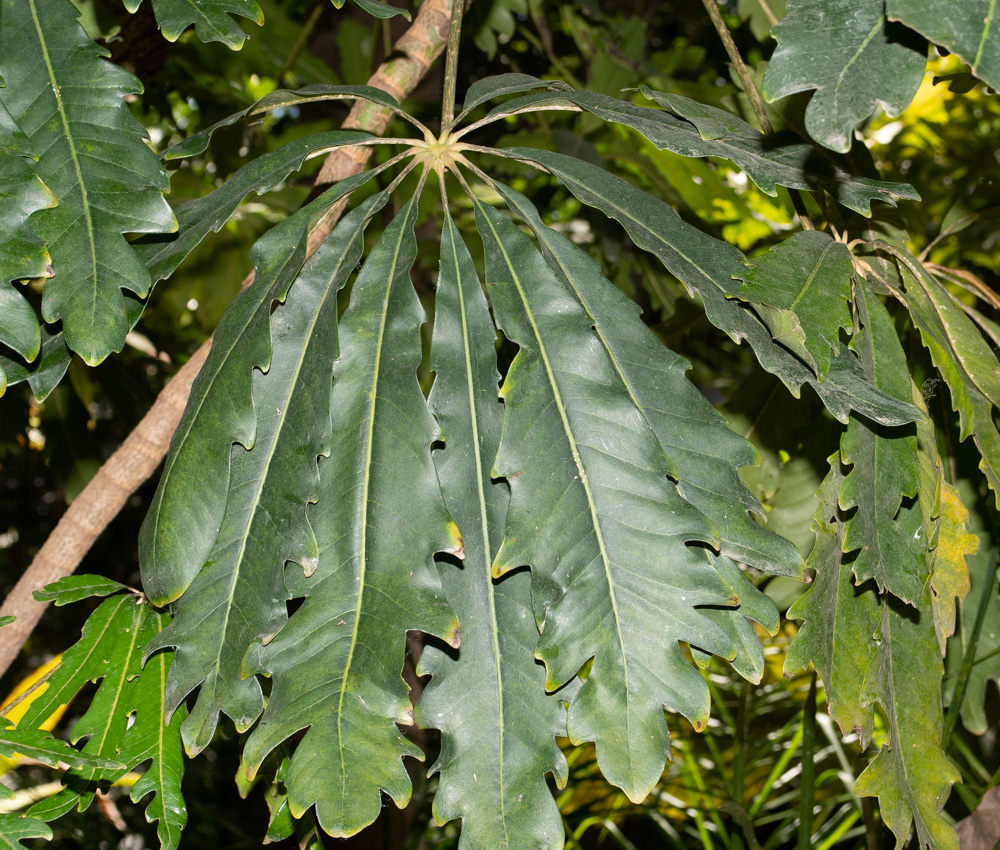 Изображение особи Plerandra elegantissima.
