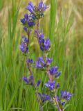 Campanula glomerata