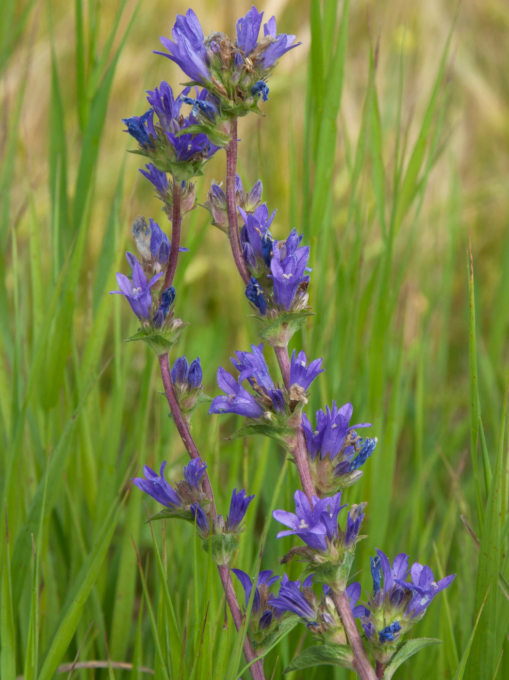 Изображение особи Campanula glomerata.