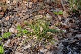 Carex digitata. Цветущее растение (рядом видны молодые листья Sorbus aucuparia). Самарская обл., Жигулёвский заповедник, гора Стрельная, опушка лиственного леса. 02.05.2021.