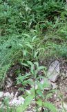 Centaurea salicifolia. Бутонизирующее растение. Абхазия, окр. пос. Цандрыпш, поляна во вторичном лесу на склоне горы. 07.08.2021.