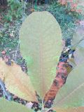 Magnolia officinalis разновидность biloba