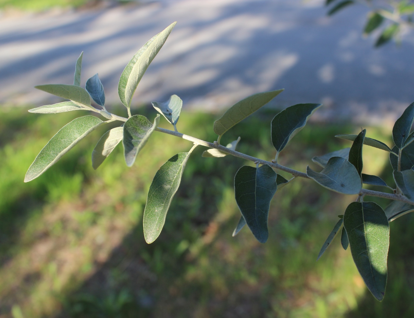 Image of Elaeagnus angustifolia specimen.