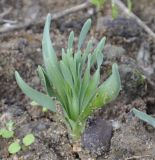 Ornithogalum comosum