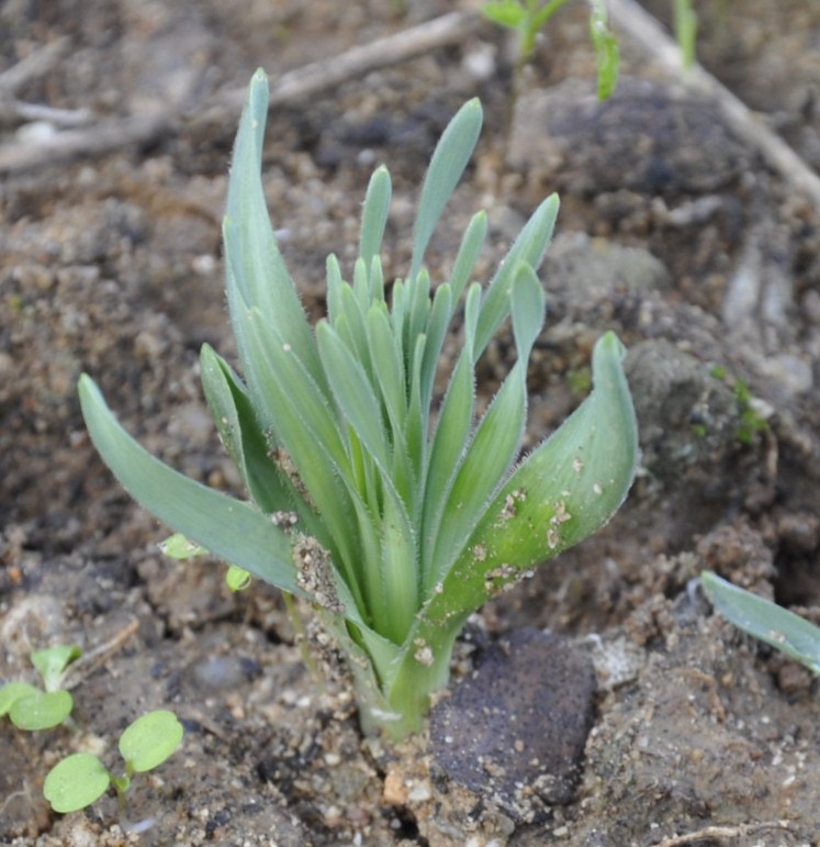 Изображение особи Ornithogalum comosum.