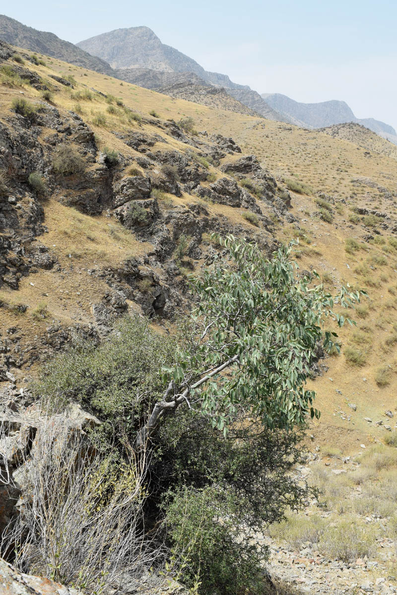Image of Celtis caucasica specimen.